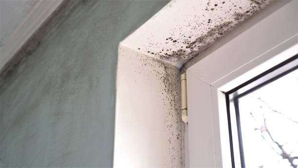 Best Same-Day Mold Removal  in Bartlett, TX