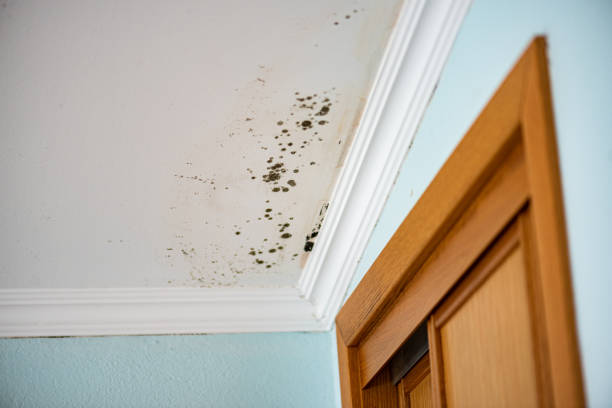 Best Mold Cleaning Services  in Bartlett, TX