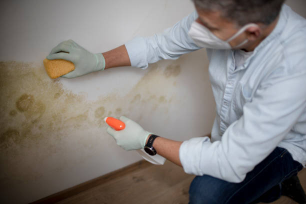 Best Commercial Mold Removal  in Bartlett, TX