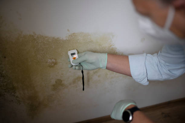 Best Affordable Mold Removal  in Bartlett, TX