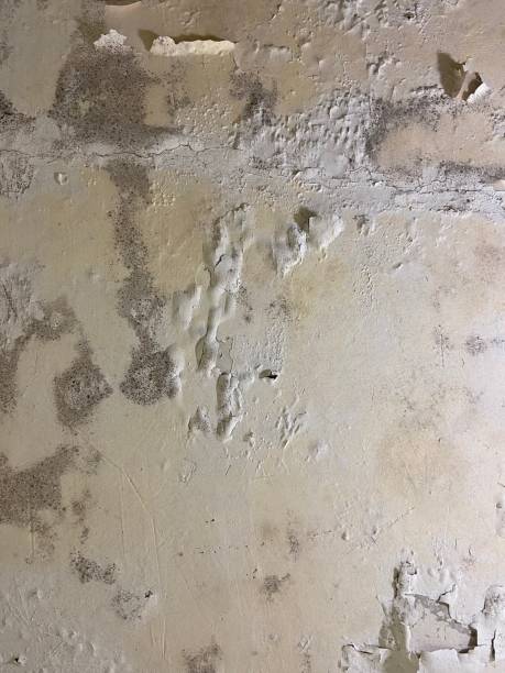 Best Mold Testing  in Bartlett, TX