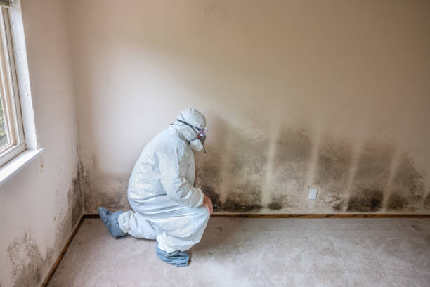 Best Fast Mold Removal  in Bartlett, TX