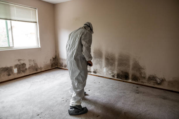 Best Toxic Mold Removal  in Bartlett, TX