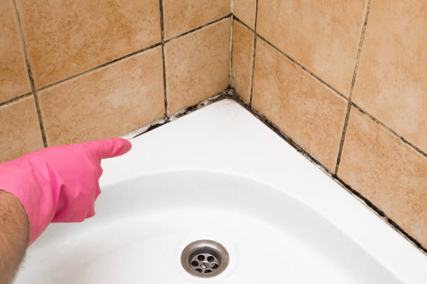Mold Removal Process in Bartlett, TX